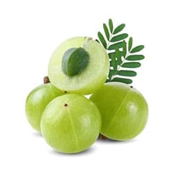 Amla Extrakt