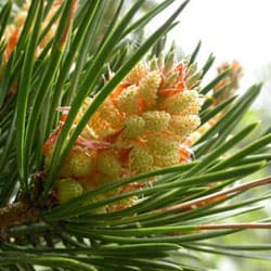Kieferbaum Blume
