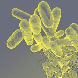 Ectoin