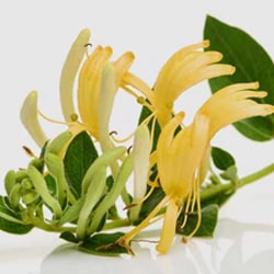 Geißblatt Blütenextrakt