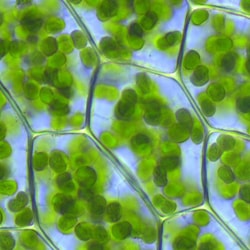 Chlorophyll-Pulver