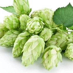 Hopfen Extrakt