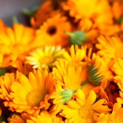 Bio Ringelblumenextrakt