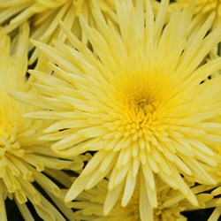 Chrysanthemenextrakt