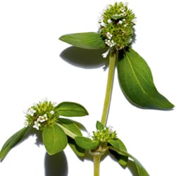 Mitracarpe Extrakt