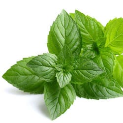 Bio Pfefferminzöl