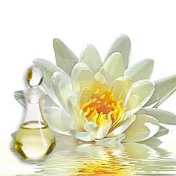 Öl der weißen Lotusblüte