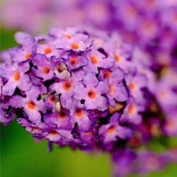 Sommerfliederblüten-Extrakt