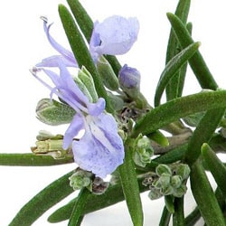 Bio Rosmarin Hydrolate