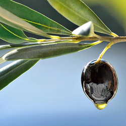 Bio-Silikonöl