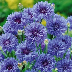 Bio Flockenblume Hydrolate