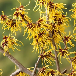 Bio Hamamelis Hydrolate