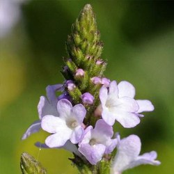 Eisenkraut Hydrolate