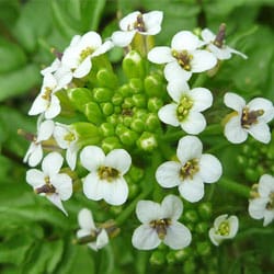 Brunnenkresse Extract