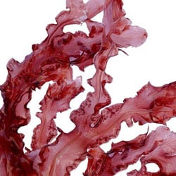 Rotalgenextrakt 